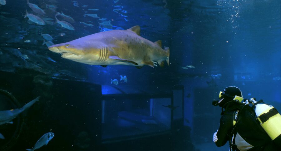 Palma de Mallorca: Shark Dive at Palma Aquarium - Key things to know before you book