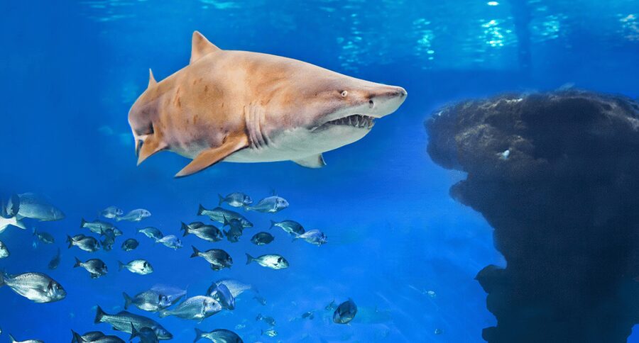 Palma de Mallorca: Shark Dive at Palma Aquarium - The Big Blue tank is the real attraction