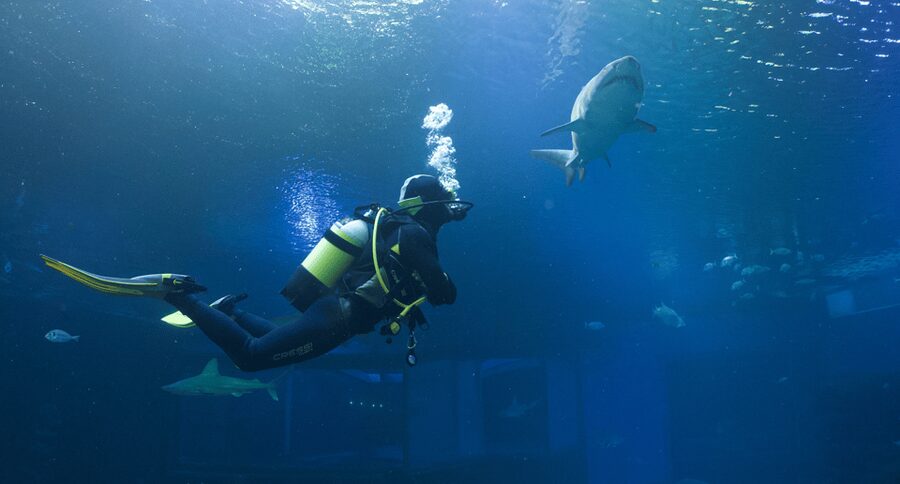 Palma de Mallorca: Shark Dive at Palma Aquarium - Thirty minutes among sharks, rays, and fish