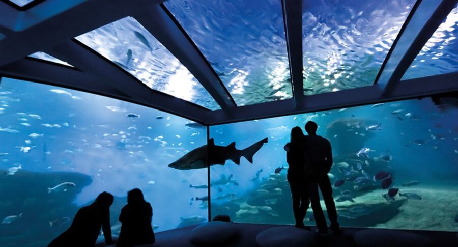 Palma de Mallorca: Shark Dive at Palma Aquarium - Who will enjoy this most?
