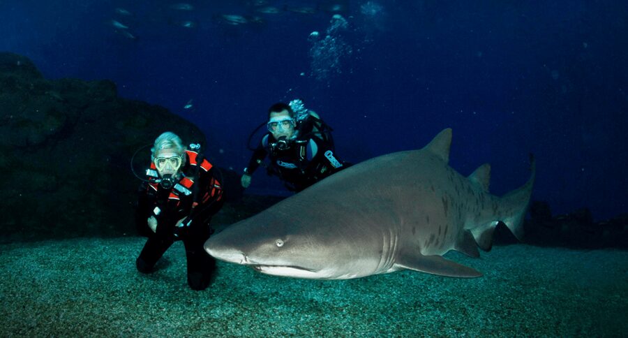 Palma de Mallorca: Shark Dive at Palma Aquarium - Allow 40 minutes to get ready