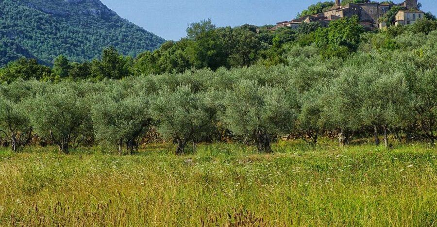 Palma de Mallorca: Son Juliana Wine Experience and Tasting - Maria and the Style of the Guiding