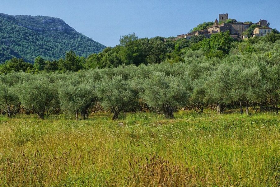 Palma de Mallorca: Son Juliana Wine Experience and Tasting - Four Wines, Four Ways to Read the Island
