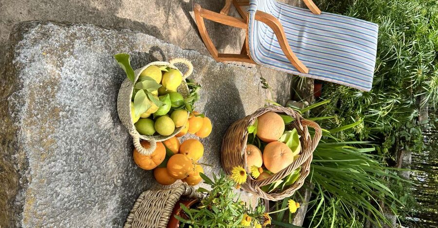 Palma: Orange Farm, Olive Mill, & Winery Tour with Tastings - The olive estate and one of Mallorca’s smallest mills