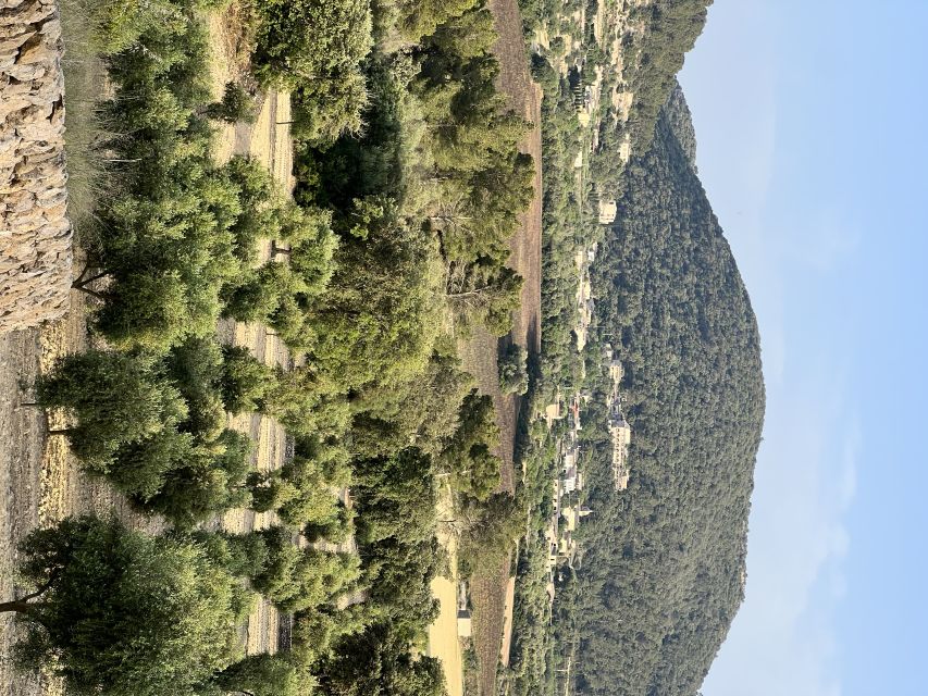 Palma: Orange Farm, Olive Mill, & Winery Tour with Tastings - Orange farming and fresh island flavors