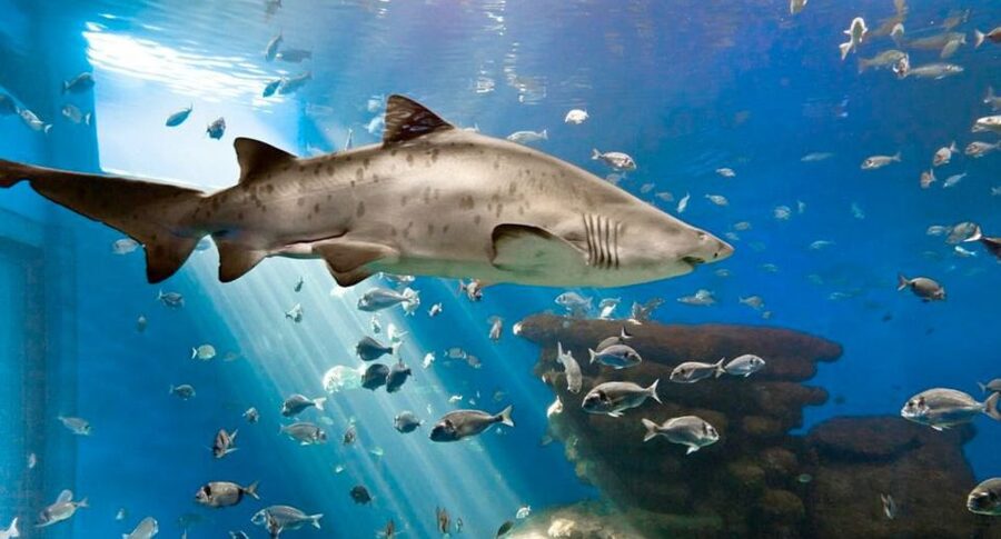 Palma: Palma Aquarium Ticket with Transfer Service - Why Big Blue is worth the trip