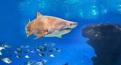 Palma Aquarium Ticket with Transfer Service