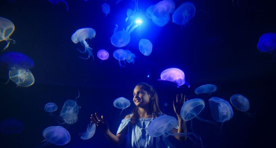 Palma: Palma Aquarium Ticket with Transfer Service - What the transfer service is really worth