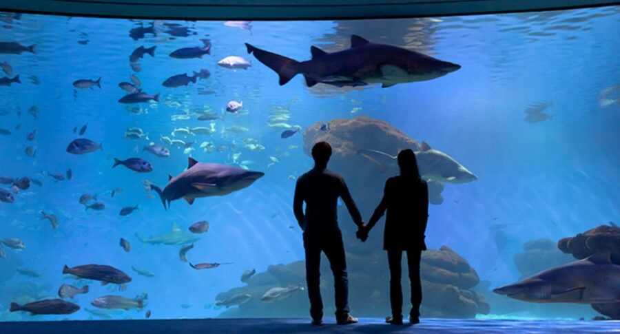 Palma: Palma Aquarium Ticket with Transfer Service - A realistic day at Palma Aquarium