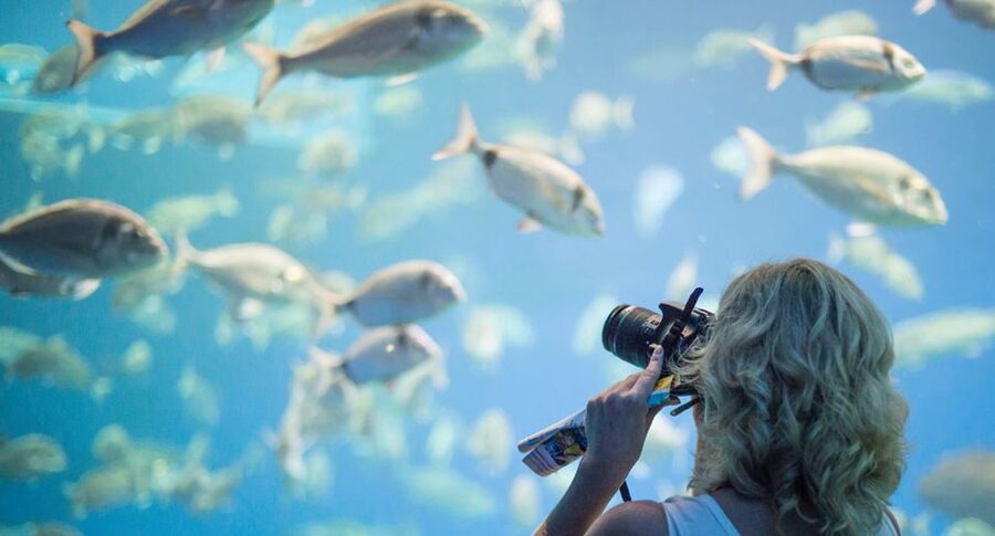 Palma: Palma Aquarium Ticket with Transfer Service - Who will enjoy this experience most