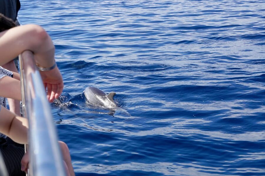 Pollença: Dolphin Watching Boat Excursion - Key points to know before you book