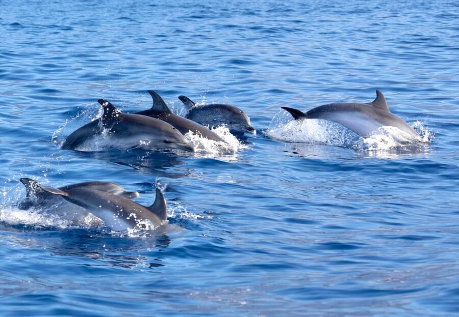 Pollença: Dolphin Watching Boat Excursion - Languages, meeting point, and timing