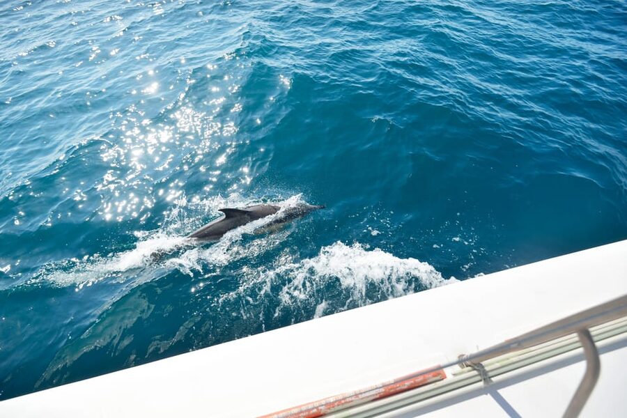 Pollença: Dolphin Watching Boat Excursion - The ride out from Port de Pollença