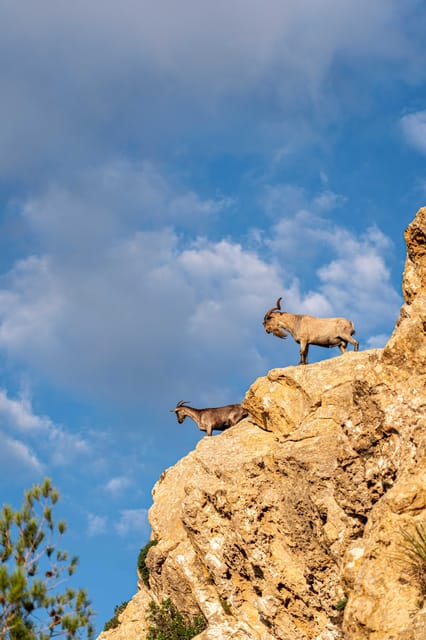 Port Andratx: Guided hiking tour into the sunset to Sant Elm - FAQ