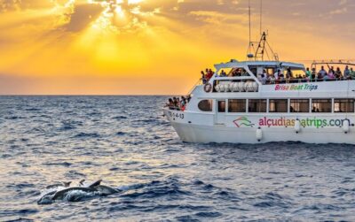 Sunrise at Sea & Dolphin Watching Boat Tour
