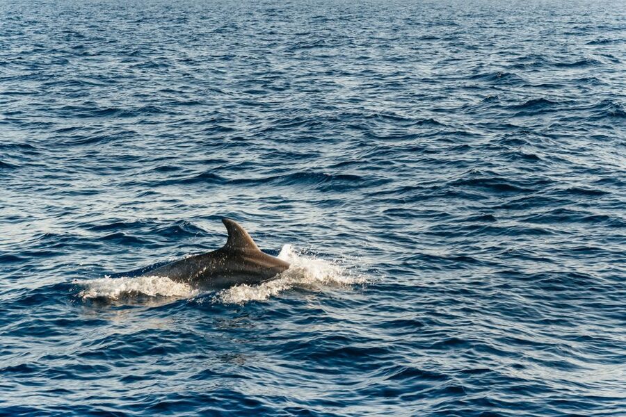 Port d'Alcudia: Sunrise at Sea & Dolphin Watching Boat Tour - Watching the sun rise over Mallorca’s north coast