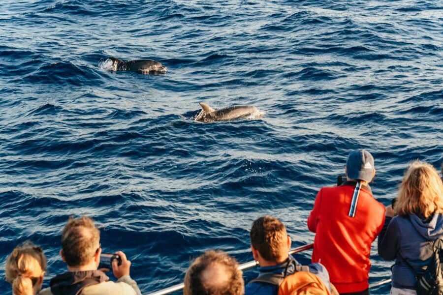Port d'Alcudia: Sunrise at Sea & Dolphin Watching Boat Tour - Looking for dolphins in their natural habitat