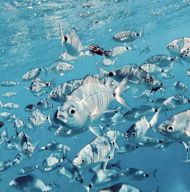 Port de Sóller: Snorkeling Tour with Professional Guide - Setting out from Carrer de la Marina 30