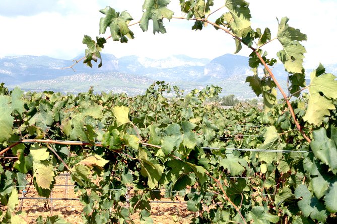 Sa Clasta Mallorca Wine Tours - Two Mallorca wineries, not one standard cellar visit