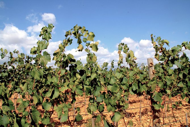 Sa Clasta Mallorca Wine Tours - Pa amb oli makes the price easier to judge