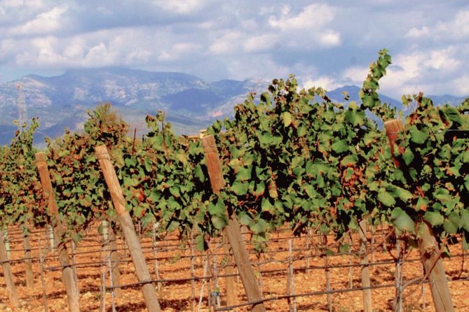 Sa Clasta Wine Tours, Mallorca - Four wine tastings with Mallorcan tapas
