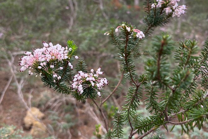 Sierra de Tramuntana hike with small picnic - The 30-minute ride into the Sierra de Tramuntana