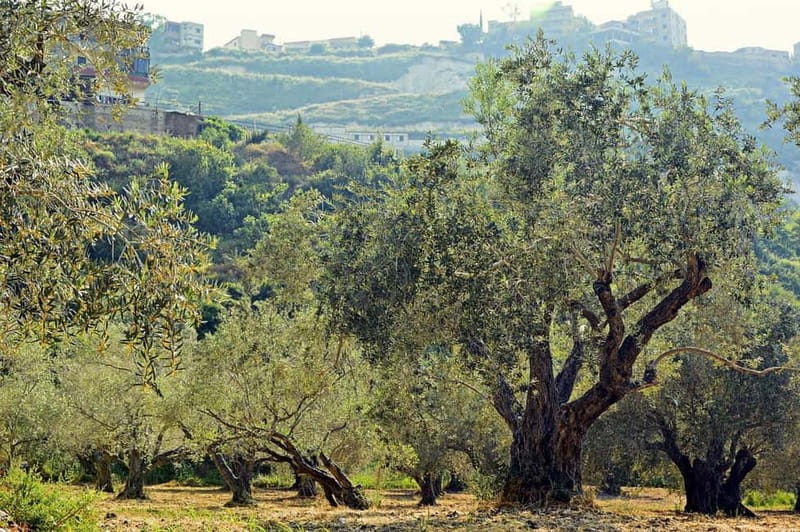 Small group- Exclusive Olive Oil & Wine Tour Mallorca - Learning to taste Mallorca’s olive oil