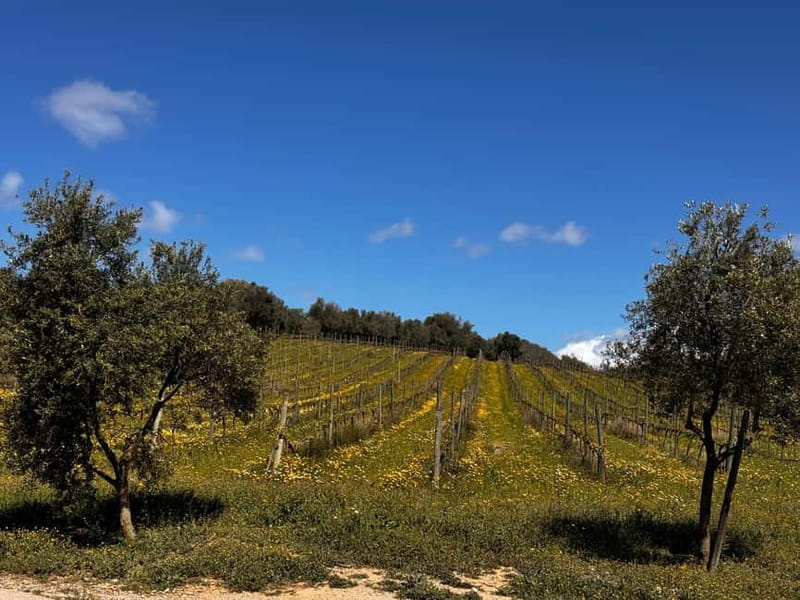 Small group- Exclusive Olive Oil & Wine Tour Mallorca - Is $221 a good value?