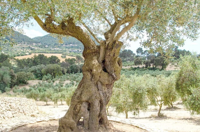 Small group- Exclusive Olive Oil & Wine Tour Mallorca - Following the vineyards to an authentic bodega