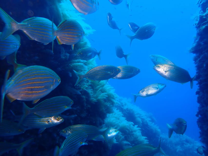 Snorkeling guided tours for tha all family! - Key points to know before you book
