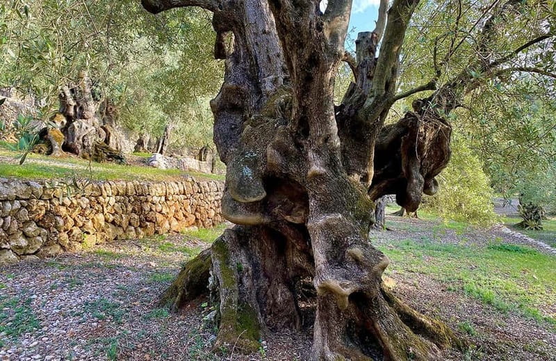 Sóller: Olive Oil Guided Tour and Tasting at Can Det Estate - One hour, one fixed start time