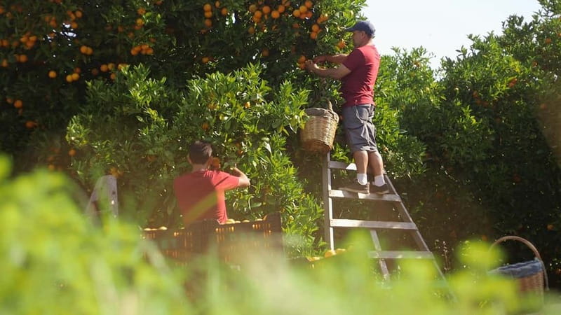 Sóller: Olive Oil Guided Tour and Tasting at Can Det Estate - Is the $34 price good value?