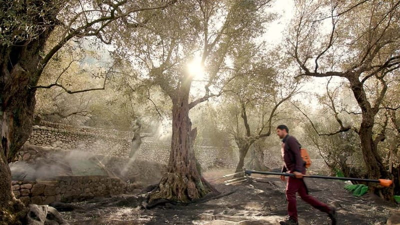 Sóller: Olive Oil Guided Tour and Tasting at Can Det Estate - Who will enjoy Can Det most?