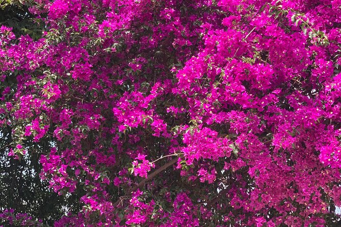 Soller Valley Private Tour and Walking in Orange Paradise - Key points to know before booking