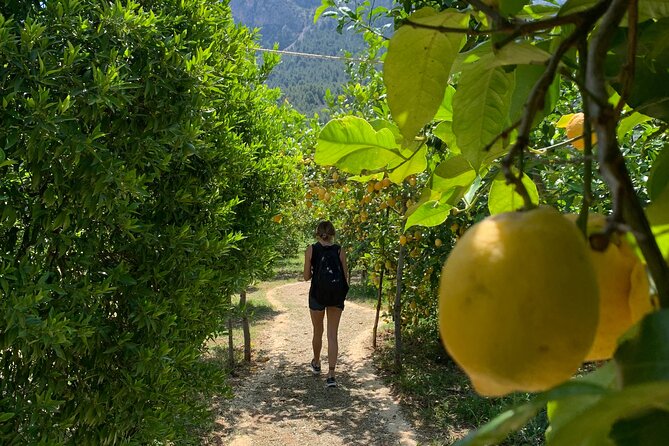 Soller Valley Private Tour and Walking in Orange Paradise - The return to Sóller and Palma