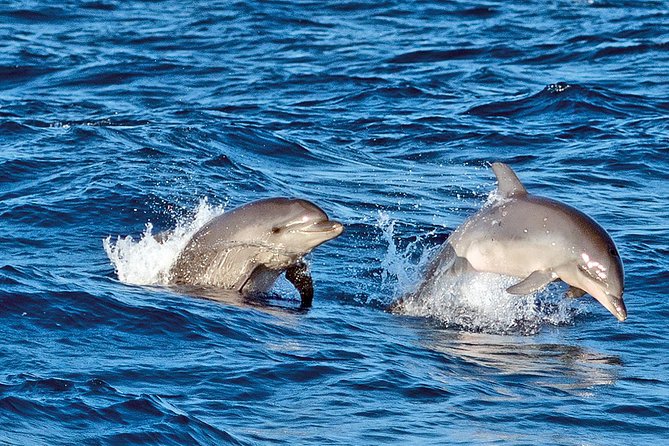 Sunrise Boat Trip in Mallorca with Dolphin-Watching - What the sunrise trip is really about