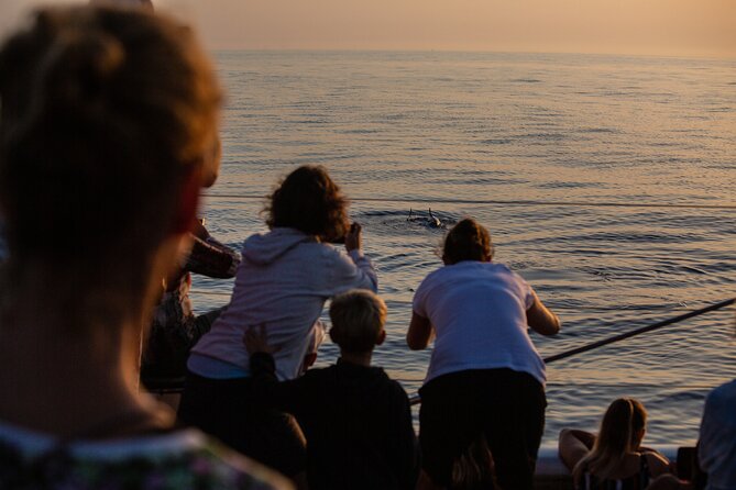 Sunrise Boat Trip in Mallorca with Dolphin-Watching - Searching for dolphins in open water