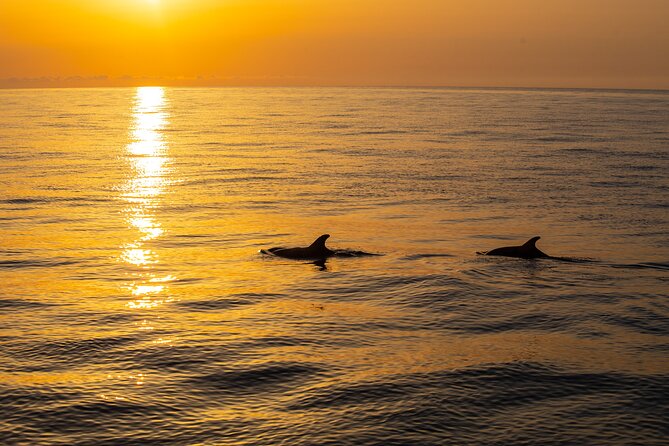 Sunrise Boat Trip in Mallorca with Dolphin-Watching - How crowded is the catamaran?