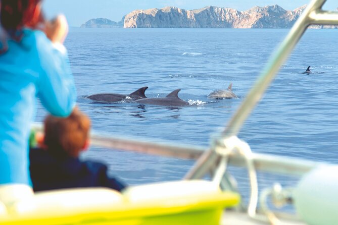 Sunrise Boat Trip in Mallorca with Dolphin-Watching - Is the $74.49 price fair?
