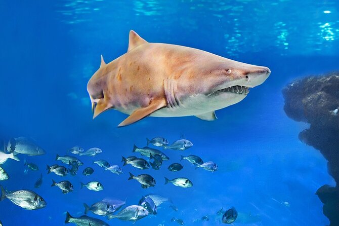 Ticket Palma Aquarium - Why families can spend a full afternoon here