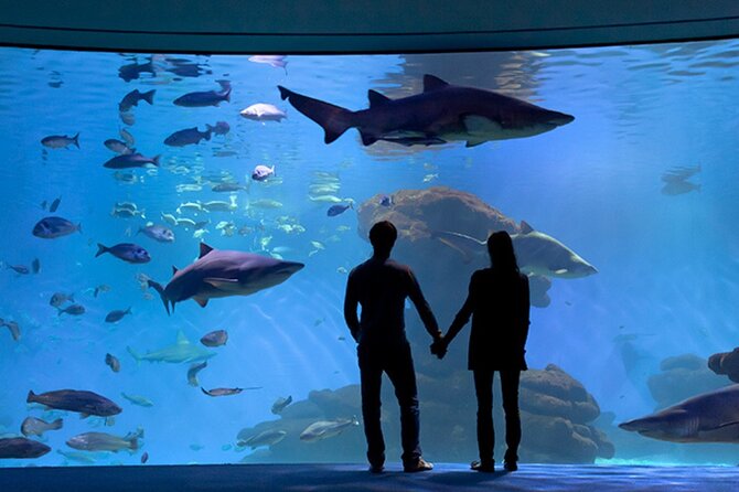 Ticket Palma Aquarium - The large shark tank and whale film