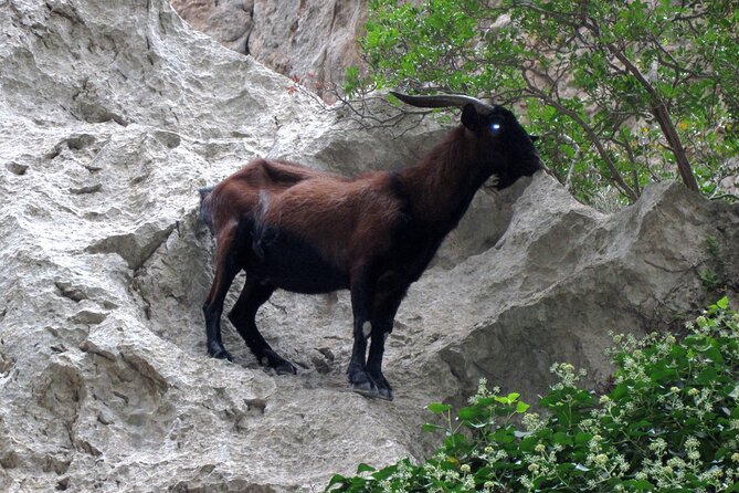 Torrent de Pareis - The return journey needs planning