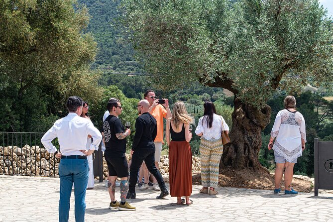 Tour to olive grove and olive mill, oil tasting and snack - Getting there and planning your morning