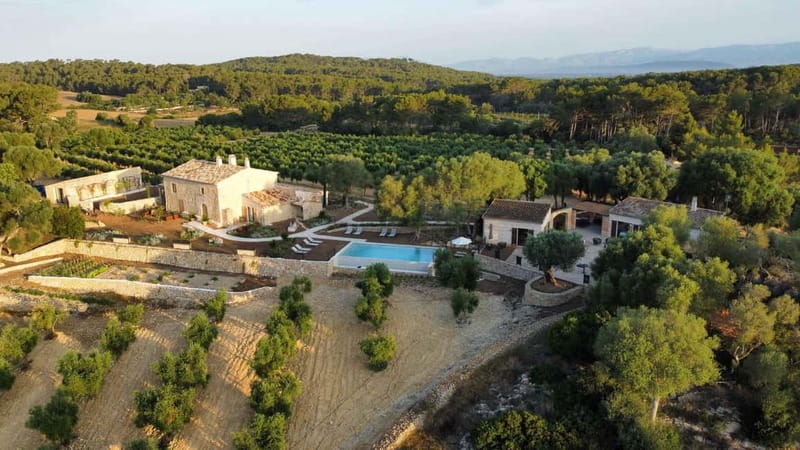 Treurer: Olive Oil Night. Gastronomic experience - A ten-minute walk through the olive grove