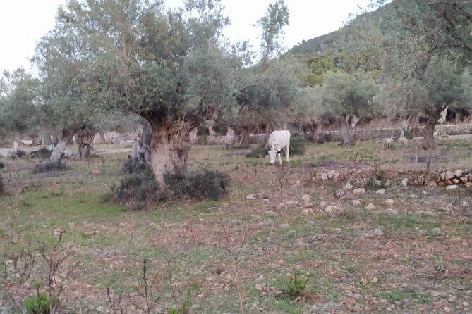 Valldemossa lookouts and S'Estaca - Ramón Llull’s cave adds a human story
