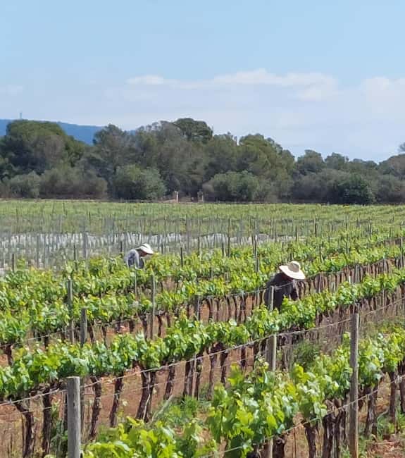 VISIT BODEGAS BORDOY ,DEGUSTACION 5 WINES, FINGER FOOD - A working bodega, not just a tasting counter