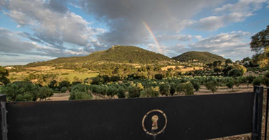 Visit of the olive grove, olive oil tasting and snack - A small Mallorcan estate with a serious oil project