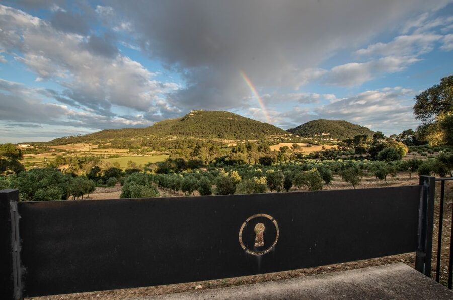 Visit of the olive grove, olive oil tasting and snack - The first 50 minutes: from the mill to the bottle