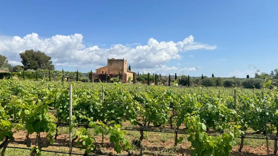Weinsonntag auf Mallorca - Live music that stays in the background