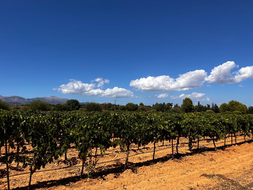 Weinsonntag auf Mallorca - The atmosphere, seating, and service